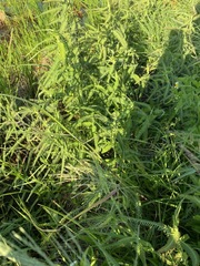 Aeschynomene americana