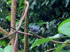 Melaenornis fischeri