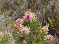 Serruria rosea