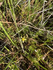 Ranunculus amphitrichus