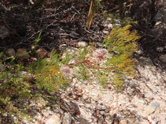 Serruria rosea