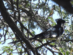 Clamator levaillantii