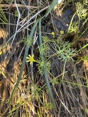 Ranunculus amphitrichus