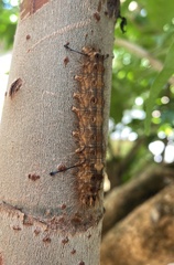 Harmonia axyridis