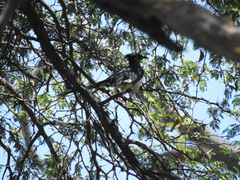 Clamator levaillantii