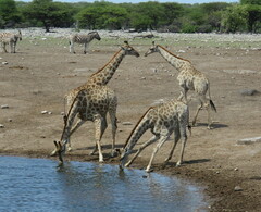 Giraffa camelopardalis angolensis