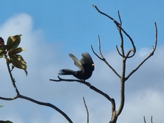 Turdus merula cabrerae