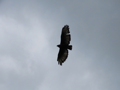 Buteo augur