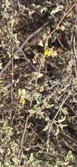Waltheria ovata