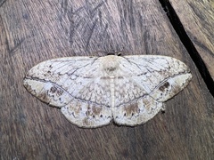 Sphingognatha asclepiades