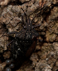 Aglaophon variegatus