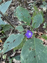 Strobilanthes callosa
