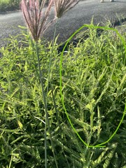 Aeschynomene americana