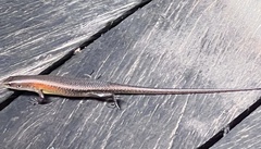 Eutropis multifasciata