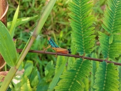 Caryanda spuria