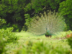 Pavo muticus