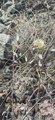 Porophyllum ruderale