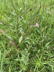 Oenothera rosea