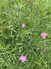 Oenothera rosea