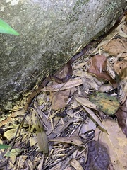 Sinomicrurus annularis