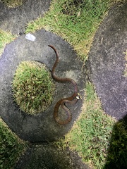 Sinomicrurus annularis