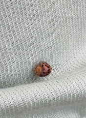 Henosepilachna vigintioctopunctata