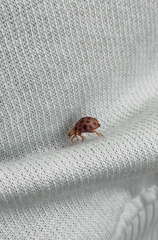 Henosepilachna vigintioctopunctata