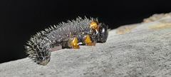 Perga affinis