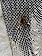 Nilus