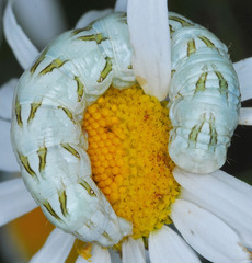 Cucullia chamomillae