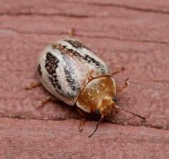 Paropsisterna semifumata