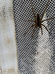 Nilus