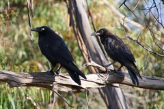 Corvus tasmanicus
