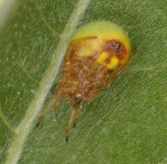 Araneus apricus