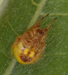 Araneus apricus