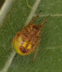 Araneus apricus