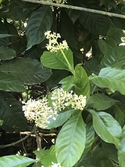Stictia