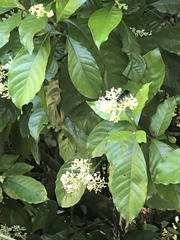 Stictia