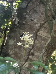 Stictia