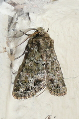Polymixis lichenea