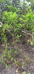 Spondias purpurea