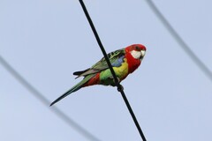 Platycercus eximius diemenensis