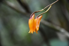Bifrenaria aureofulva