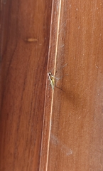 Telostylinus lineolatus