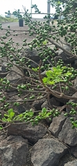 Spondias purpurea
