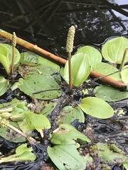 Potamogeton cheesemanii