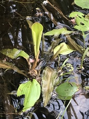 Potamogeton cheesemanii