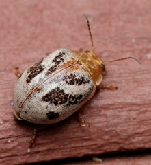 Paropsisterna semifumata