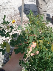 Goodia medicaginea