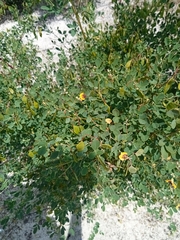 Goodia medicaginea